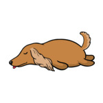 Brown American-Cocker-Spaniel
