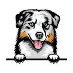 Grey Animal-Dog-Australian-Shepherd-6t6-Color-Peeking