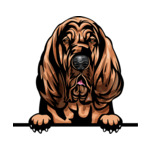 Brown Animal-Dog-Bloodhound-8kkkfv5-Color-Peeking