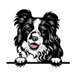 Black Animal-Dog-Border-Collie-8ujjnyrzzz-Color-Peeking