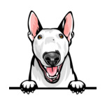 White Animal-Dog-Bull-Terrier-8kkkfv5abce-Color-Peeking
