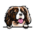 Brown Animal-Dog-Cavalier-King-Charles-Spaniel-6yhkma-Color-Peeking