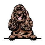 Brown Animal-Dog-Cocker-Spaniel-8jjj4rfff-Color-Peeking