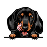 Black Animal-Dog-Dachshund-kmffeabfdyr-Color-Peeking