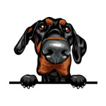 Black Animal-Dog-Doberman-Pinscher-kkmffeabfdyr-Color-Peeking