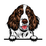 Brown Animal-Dog-Eglish-Springer-Spaniel-6577g44a-Color-Peeking