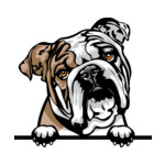 Grey Animal-Dog-English-Bulldog-7a-Color-Peeking