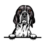 Grey Animal-Dog-English-Pointer-kkkfv5abcm-Color-Peeking