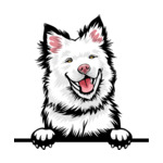 White Animal-Dog-Finnish-Lapphund-8kkkfv5abcg-Color-Peeking