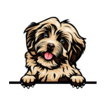 Light Brown Animal-Dog-Havanese-6yhkma-Color-Peeking