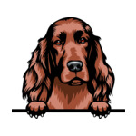 Brown Animal-Dog-Irish-Setter-4r5-Color-Peeking