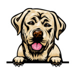 Light Brown Animal-Dog-Labrador-6yhkmb-Color-Peeking