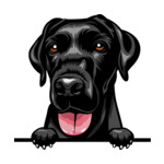Black Animal-Dog-Labrador-kkkmffe-Color-Peeking