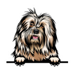Light Brown Animal-Dog-Old-English-Sheepdog-kkkmffea-Color-Peeking