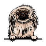 Light Brown Animal-Dog-Pekingese-6577g44a-Color-Peeking