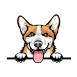 Light Brown Animal-Dog-Pembroke-Welsh-Corgi-5t6hy-Color-Peeking