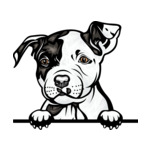 White Animal-Dog-Pit-Bull-6yhkm1-Color-Peeking