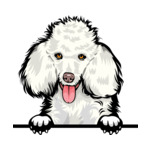 White Animal-Dog-Poodle-8jjj4rffffffffyyy-Color-Peeking