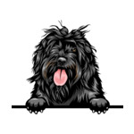 Black Animal-Dog-Portuguese-Water-Dog-8jjj4rffffffffyyy-Color-Peeking