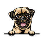 Light Brown Animal-Dog-Pug-8ujjnyrzzz-Color-Peeking