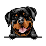 Black Animal-Dog-Rottweiler-kmffeabfdyr-Color-Peeking