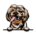 Light Brown Animal-Dog-Shih-Tzu-kkkfv5abcm-Color-Peeking