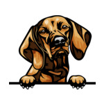 Light Brown Animal-Dog-Vizsla-6yhkmb-Color-Peeking