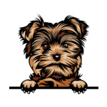 Light Brown Animal-Dog-Yorkie-6yhkmb-Color-Peeking