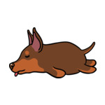 Brown Australian-Kelpie