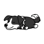 Black Border-Collie-2