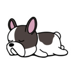 Mix Boston-Terrier
