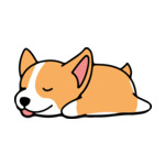 Brunette Corgi