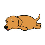 Brown German-Pinscher