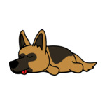 Mix German-Shepherd-2