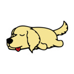 Brunette Golden-Retriver