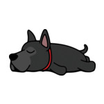 Black Great-Dane