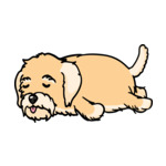 Brunette Havanese-2