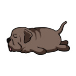 Brown Neapolitan-Mastiff