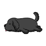 Black Newfoundland(1)