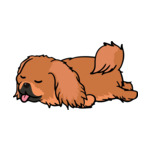 Brown Pekingese