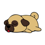 Mix Pug