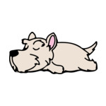 Gray Scottish-Terrier-2