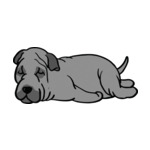 Gray Shar-Pei-2