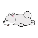White Shiba-3