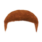 Ginger Short---Ginger