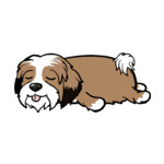 Mix Tibetan-Terrier-2