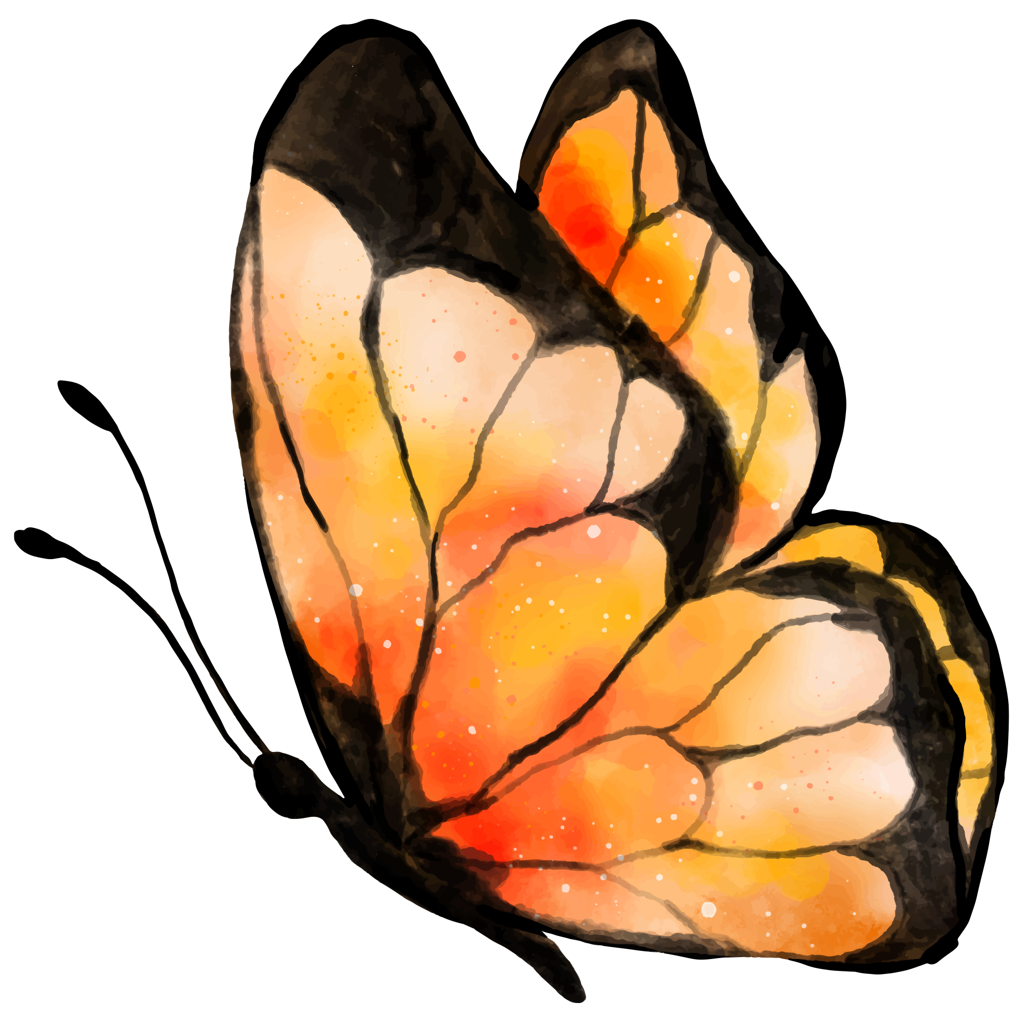 Butterfly 1